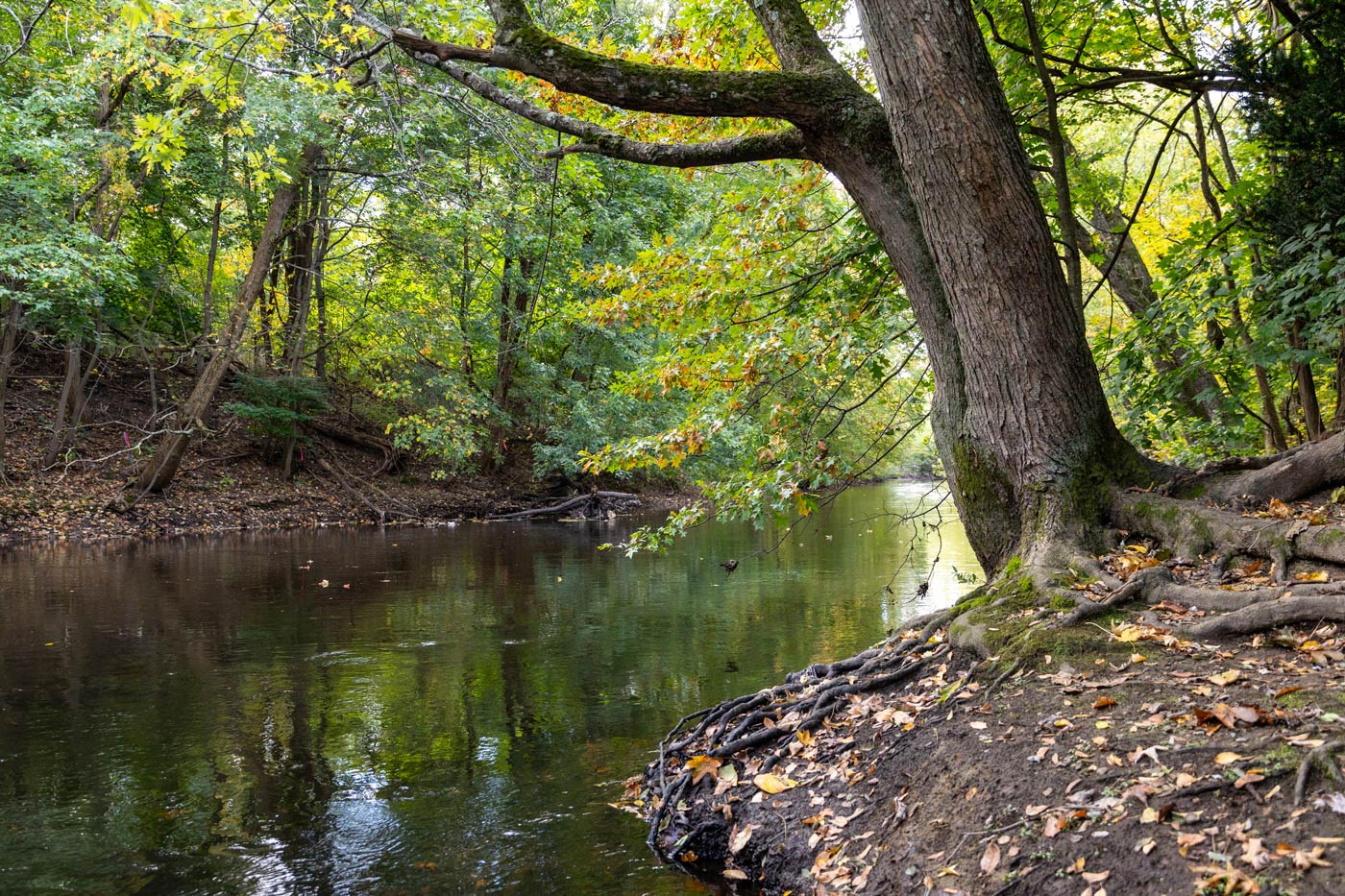 A tree next to a river
