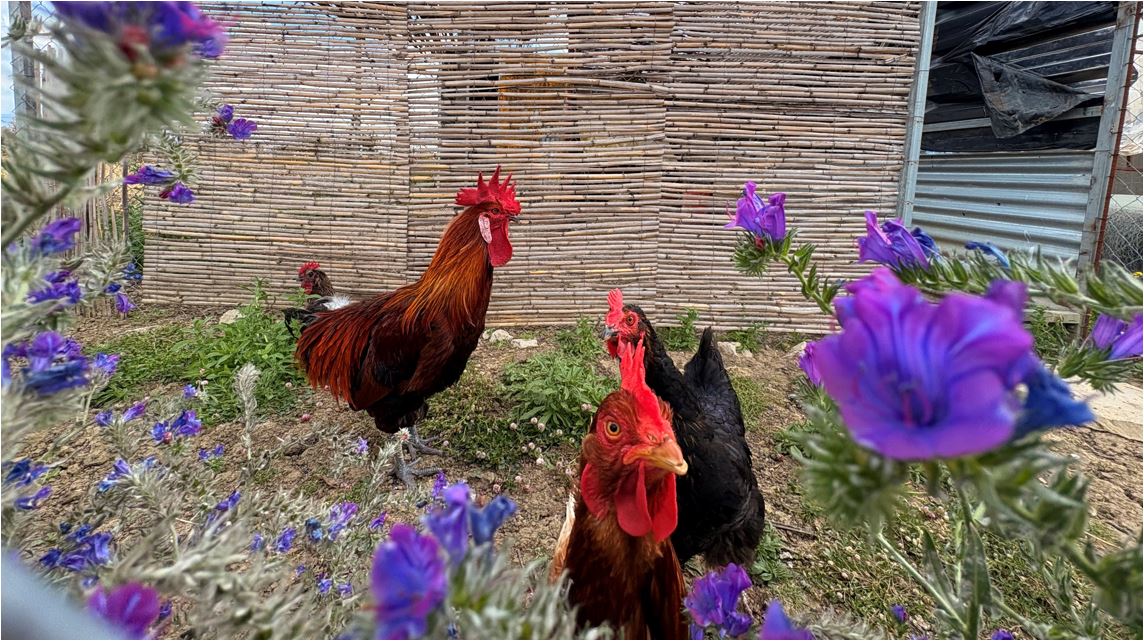 Hens and rooster in a backyard
