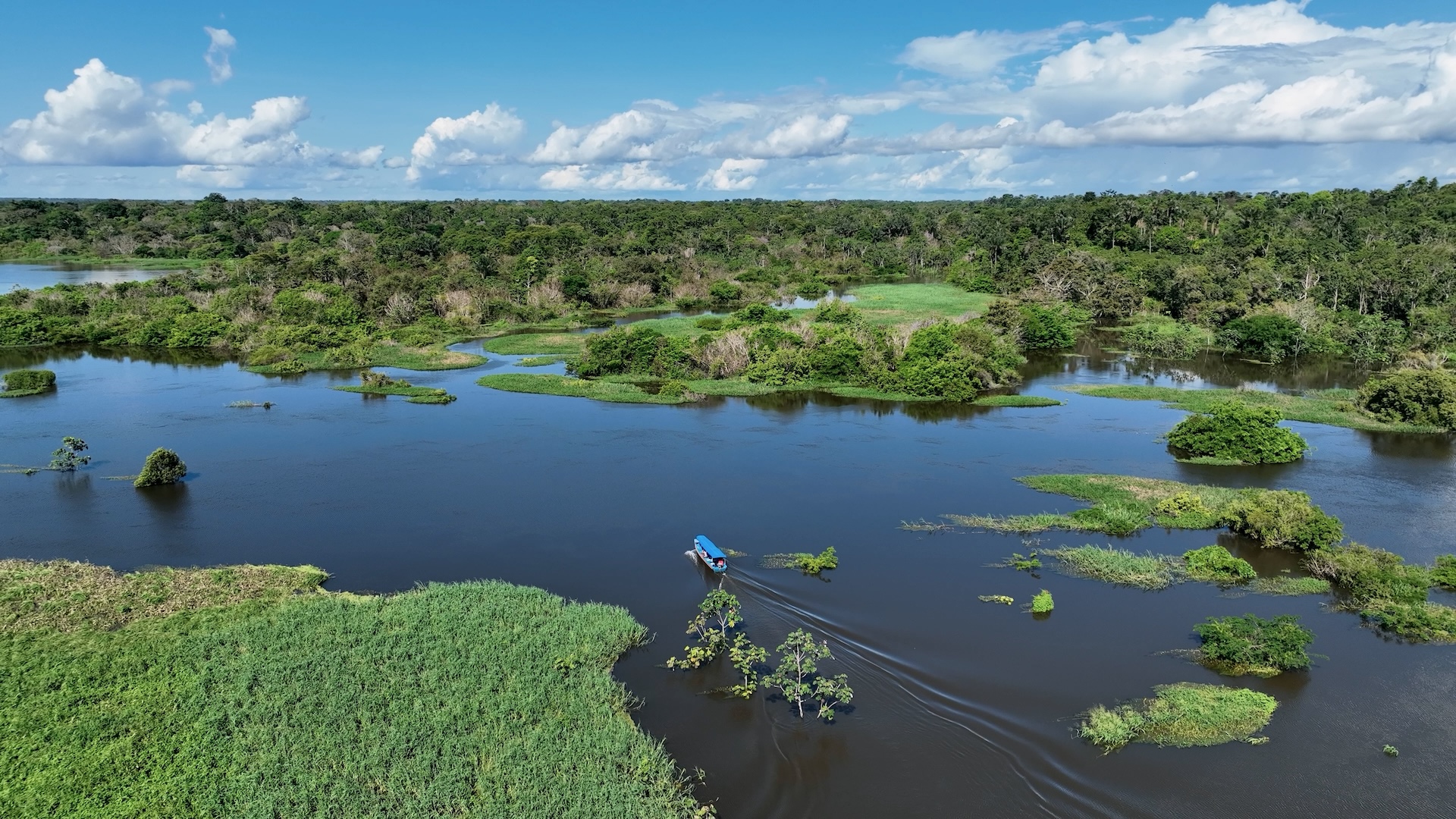 Amazonas rainforest, Brazil