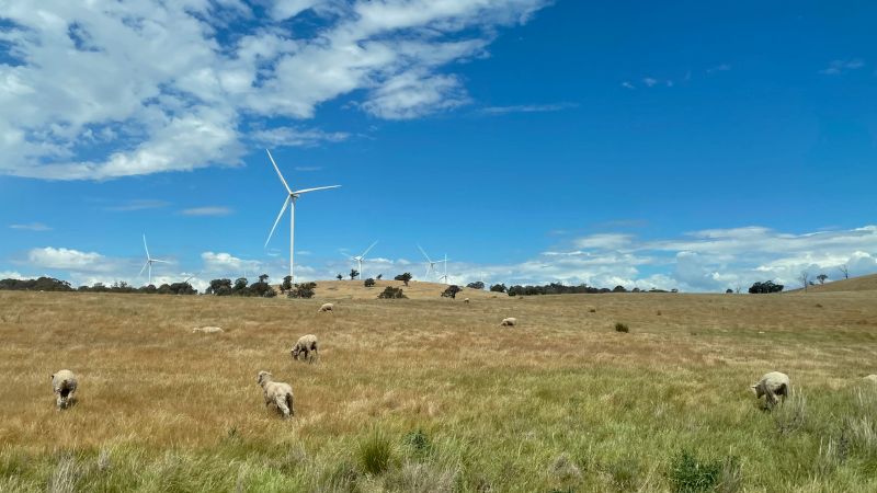 Sheep grazing with windmills in the distance