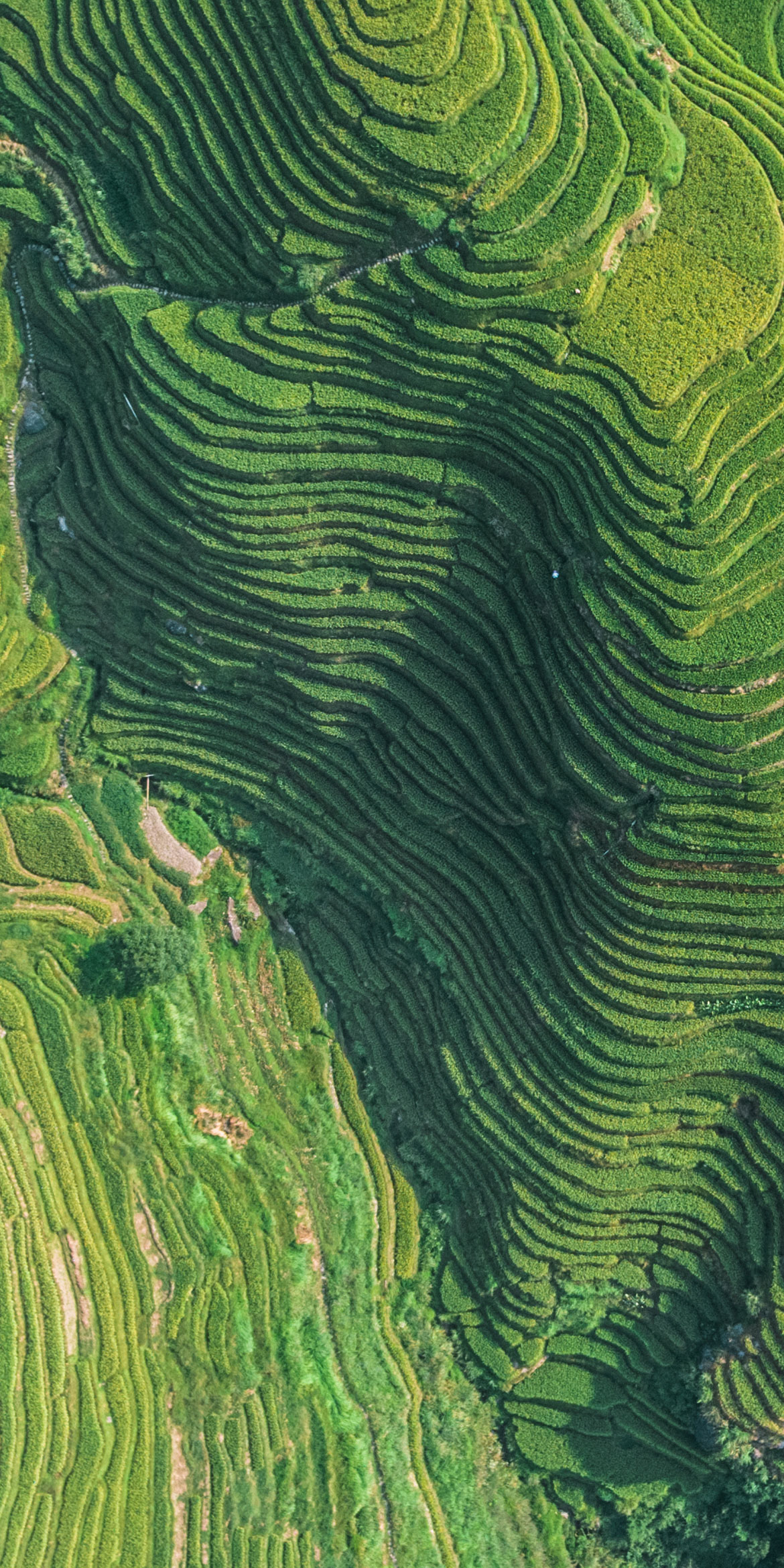 Vernova
