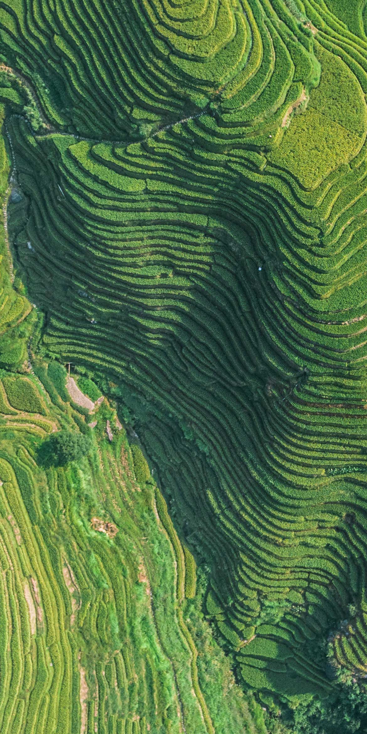 Vernova Image