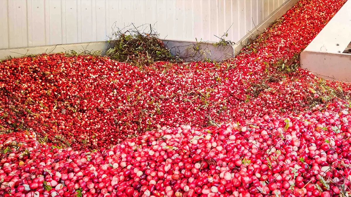 2024-MFG-ocean-spray-increases-background image 1200x675