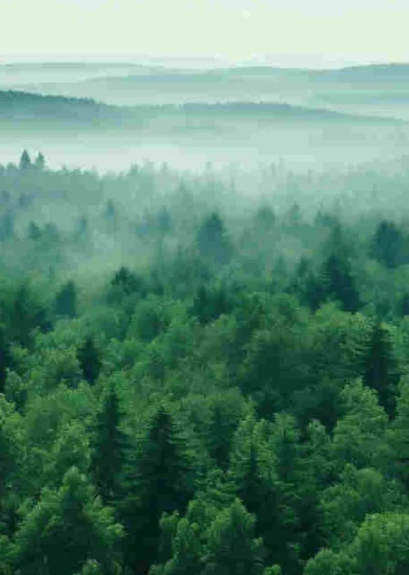 Sustainability Insights